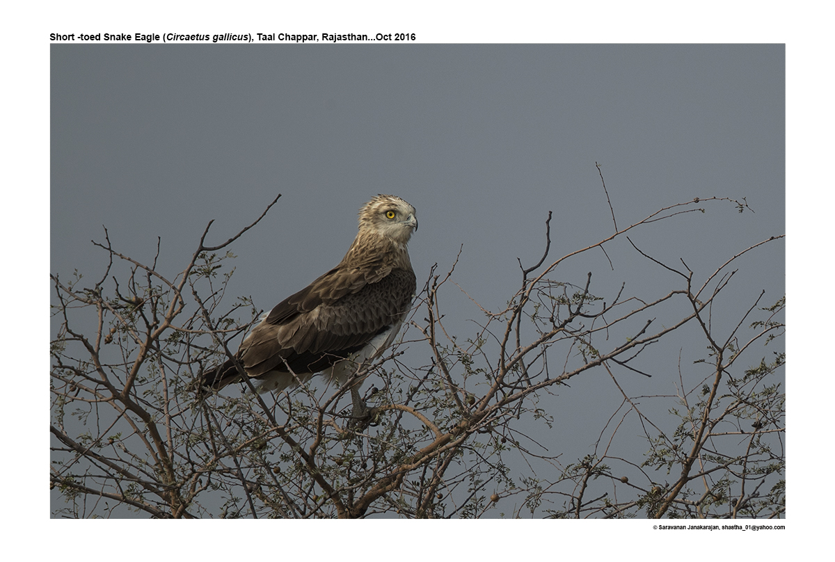short-toed-snake-eagle-iucn