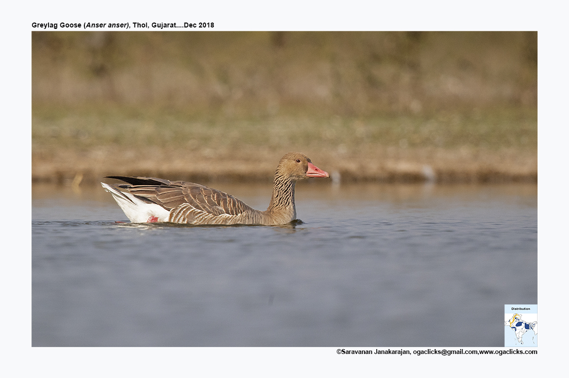 Greylag Goosecall