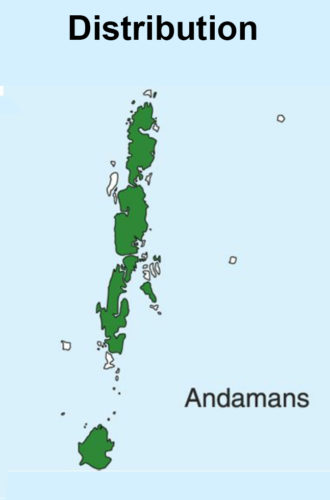 Andaman Drongo map