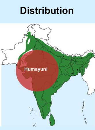 Red-Vented Bulbul - Humayuni (1)