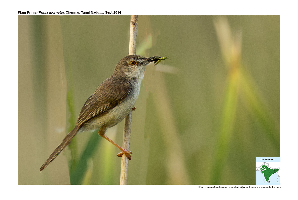 plain-prinia-detail-ogaclicks