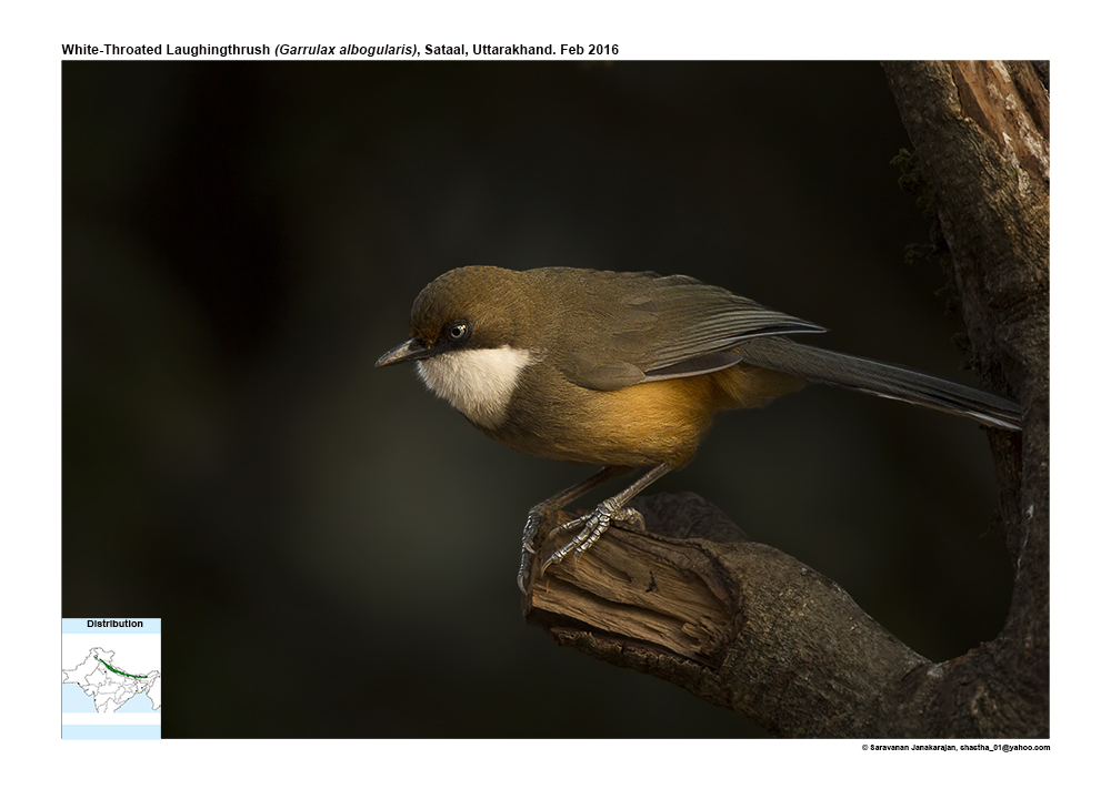 white-throated-laughing-thrush-detail-ogaclicks