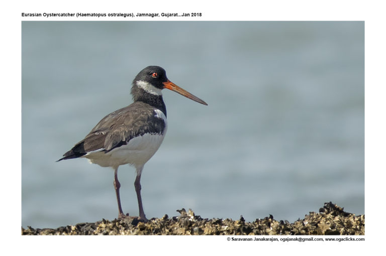 oystercatcher Ogaclicks