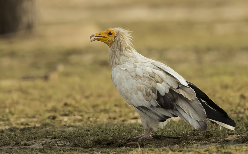 http://ogaclicks.com/wp-content/uploads/2019/10/51I8072-1-egyptian-vulture.jpg