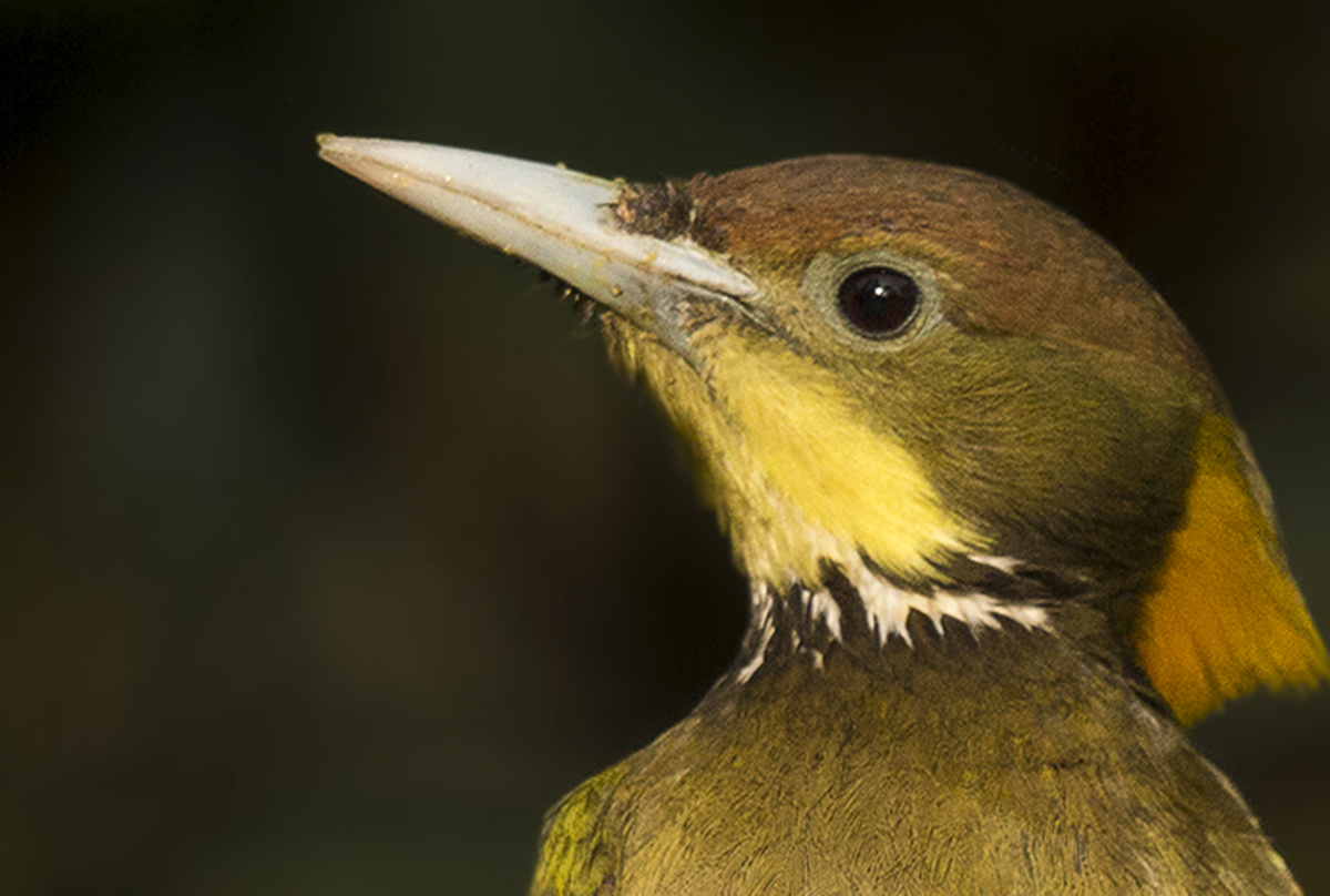 allaboutbeaks