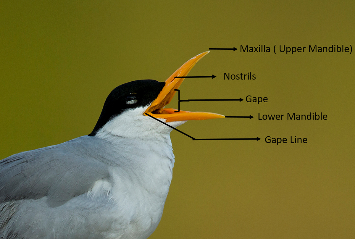 All about beaks