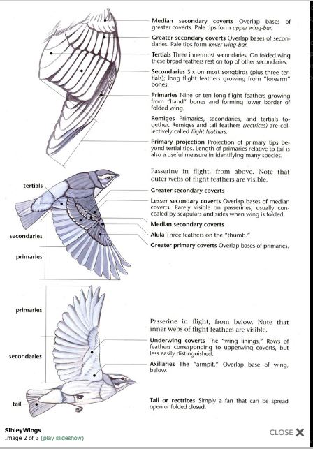 Bird Feathers, Types, Parts & Anatomy