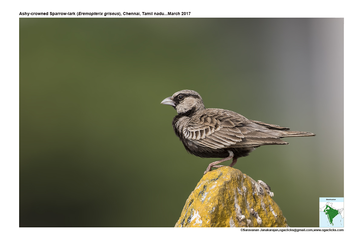 Ashy crowned sparrow lark ogaclicks