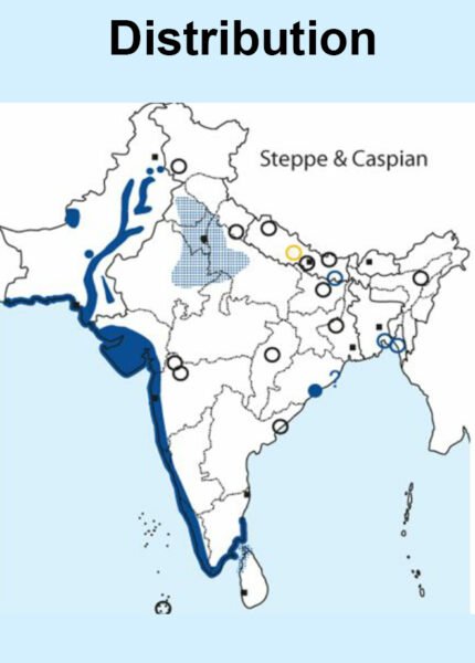 Steppe Gull map