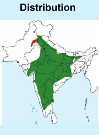 indian grey hornbill map