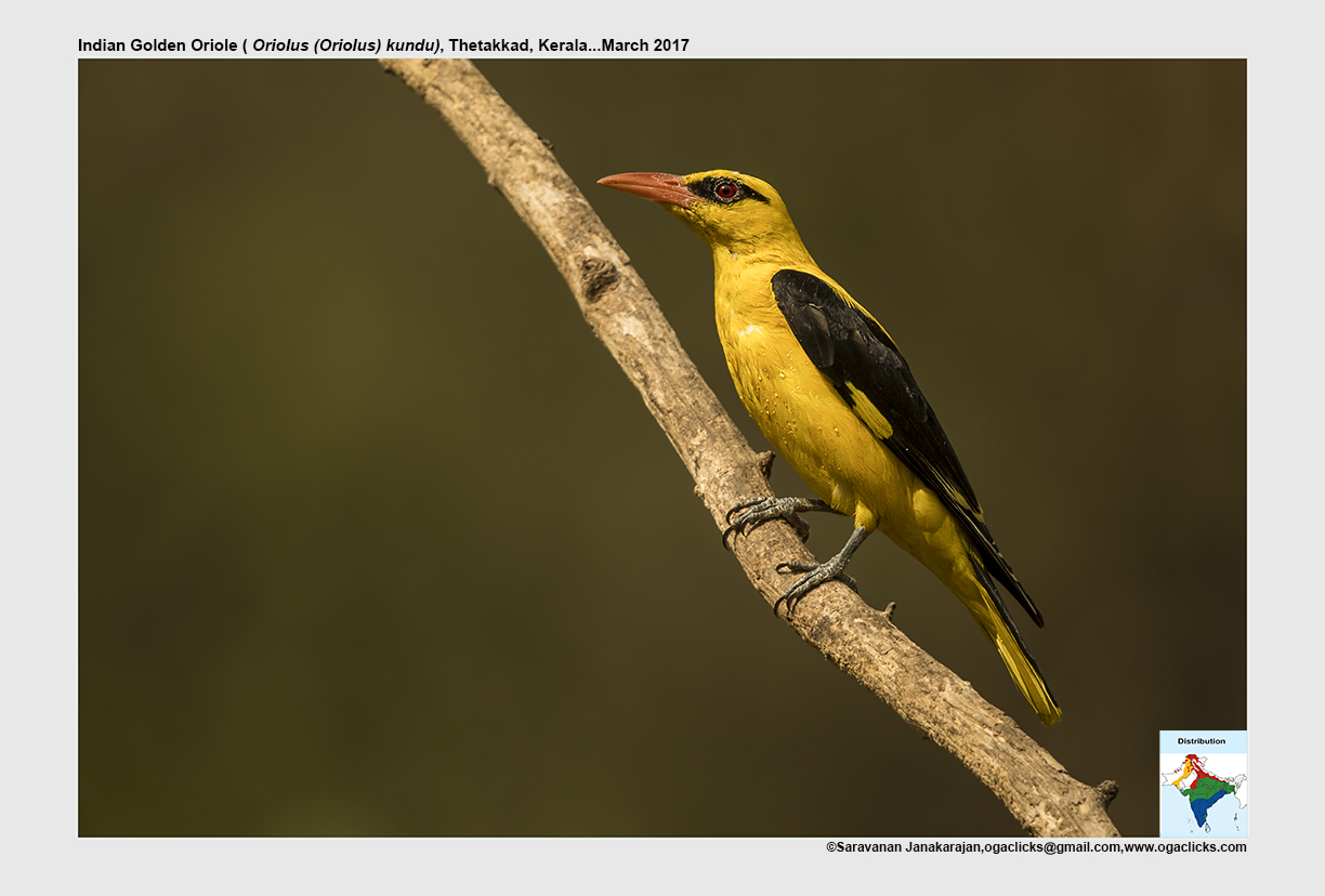 Superior Golden Oriole Location ogaclicks.com