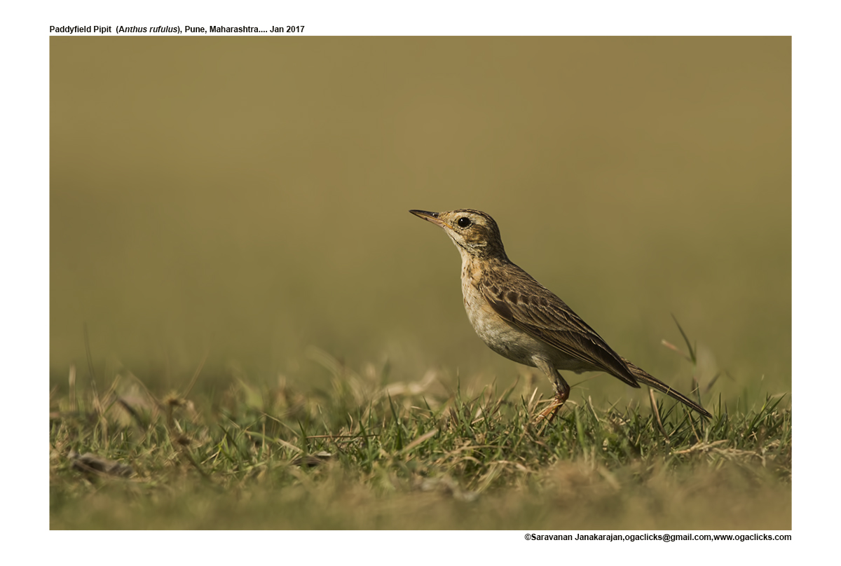paddy-field-pipit-map-ogaclicks