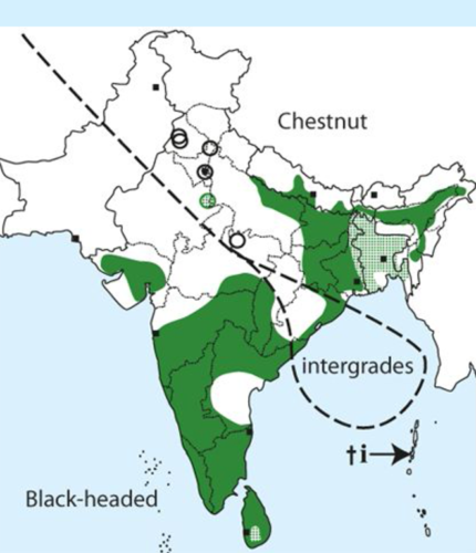 Black Headed Munia