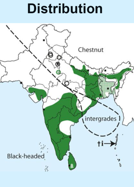 Black Headed Munia