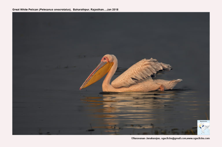 great-white-pelican – Ogaclicks