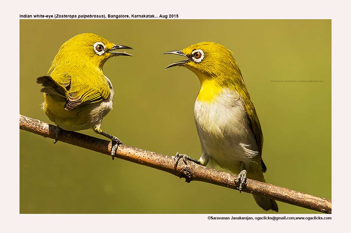 Oriental white eye call ogaclicks