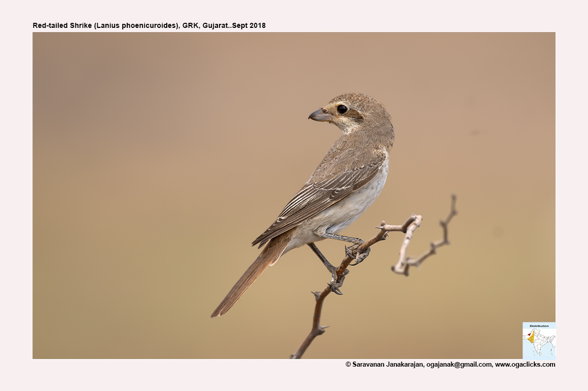 Red tail shrike map ogaclicks