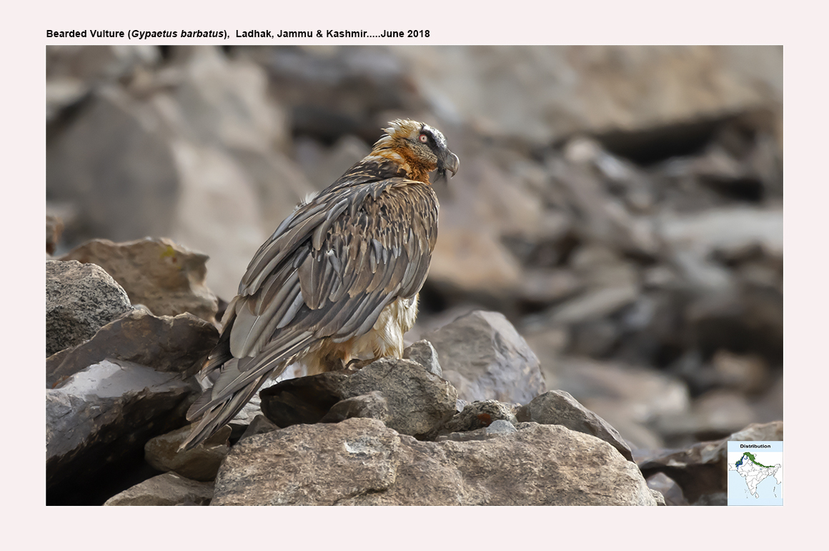 Bearded Vulture Map Ogaclicks