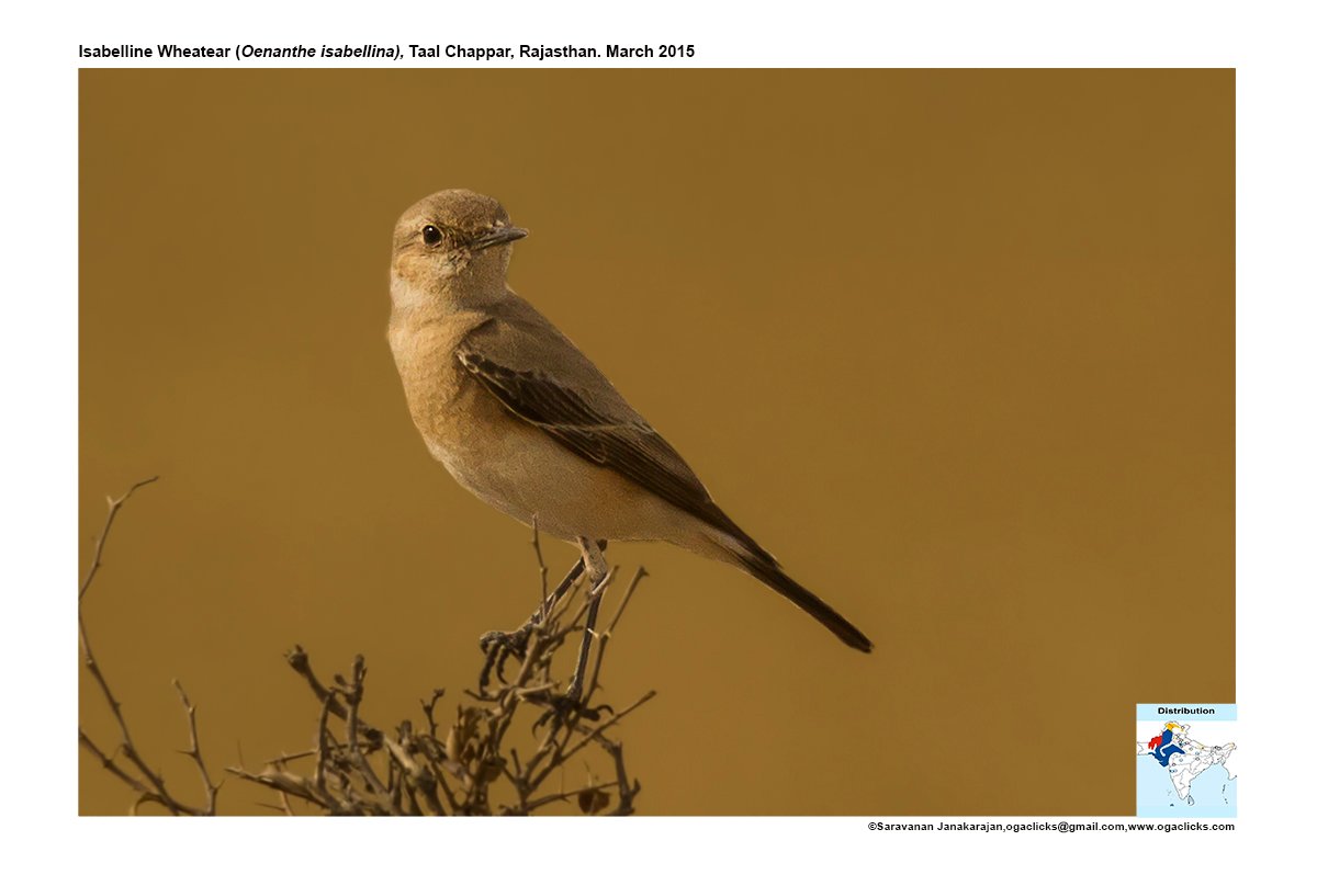 wheatear - Ogaclicks