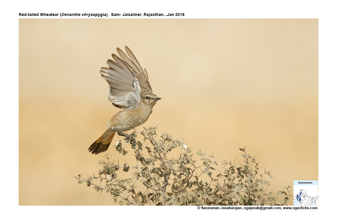 Red tail wheatear map ogaclicks