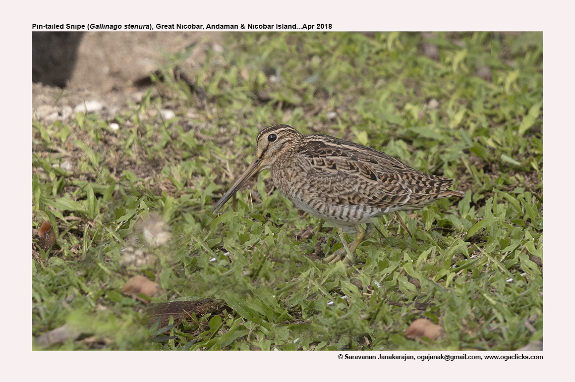 Pin Tailed Snipe Map Ogaclicks