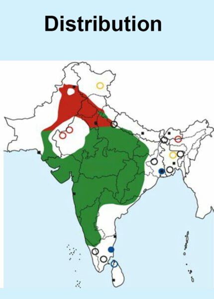 Wire tailed swallow map