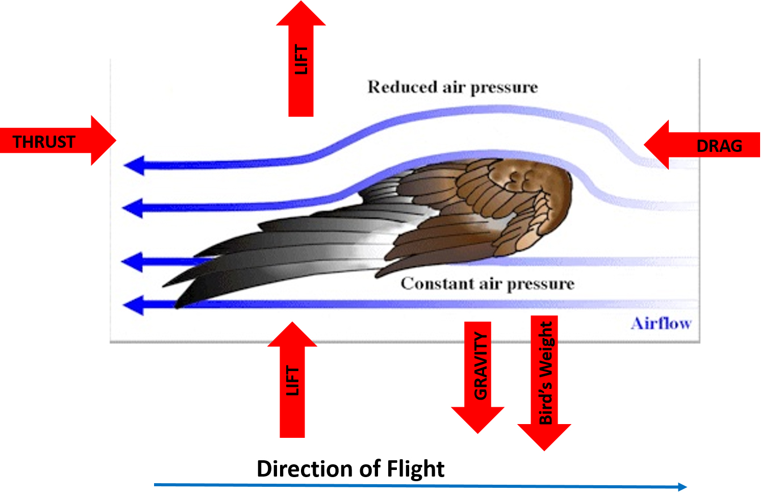 science-of-flight