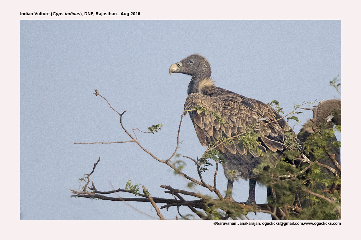 Indian Vulture Map Ogaclicks