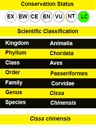 Common Green Magpie IUCN