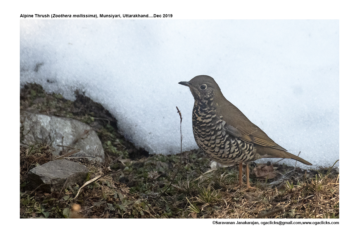 alpine-thrush – Ogaclicks
