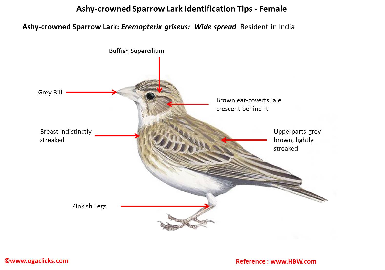 ashycrowned-sparrow-lark-femle-detail