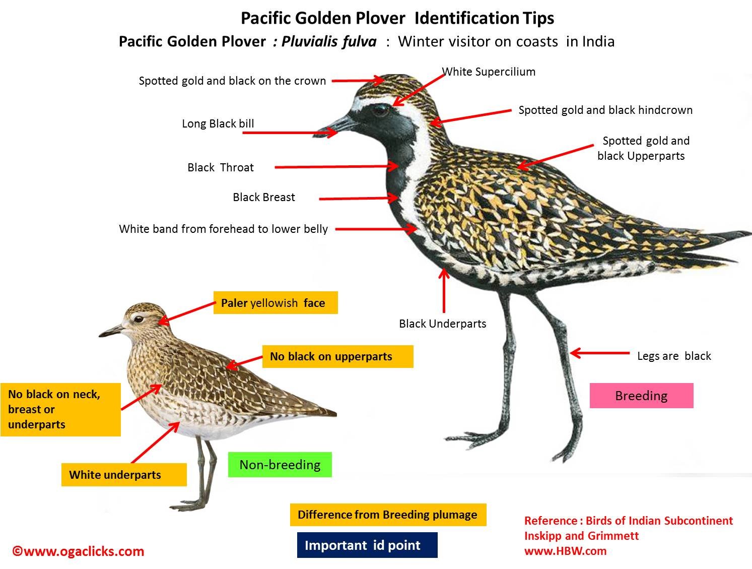 golden-plover-detail - Ogaclicks