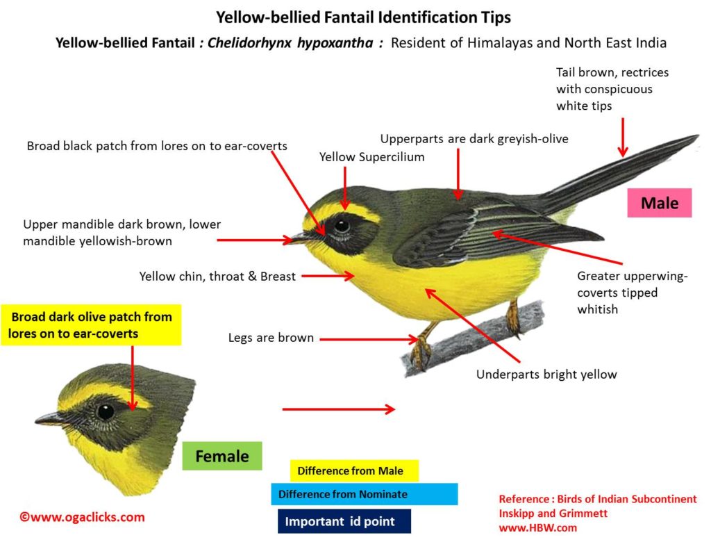 yellow-bellied-fantail-detail