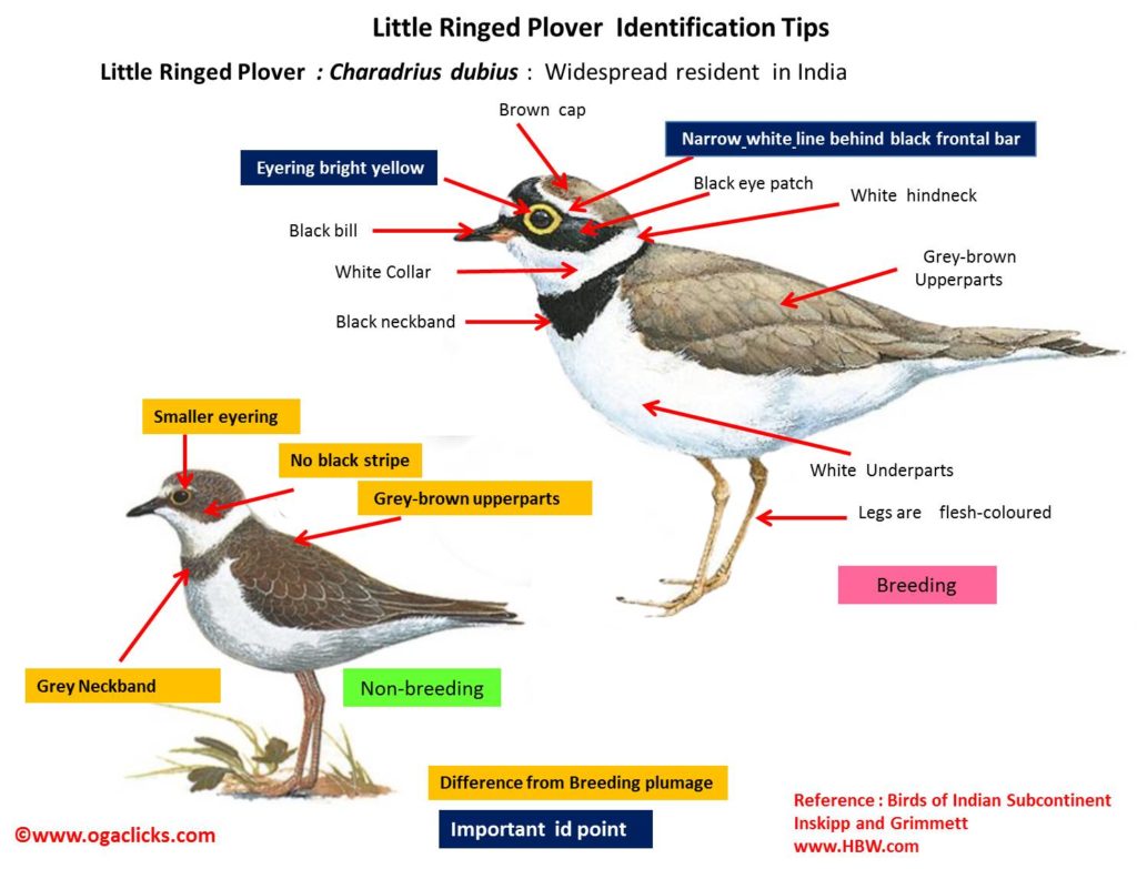 Grundon hatch a plan to save Little Ringed Plovers - Grundon