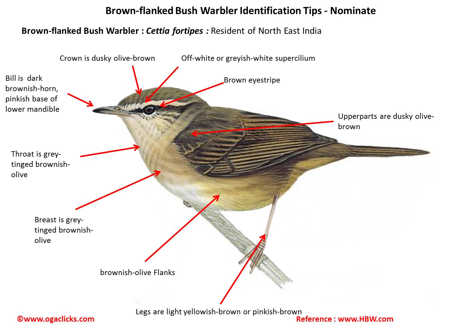 brown-flanked-bush-warbler-detail