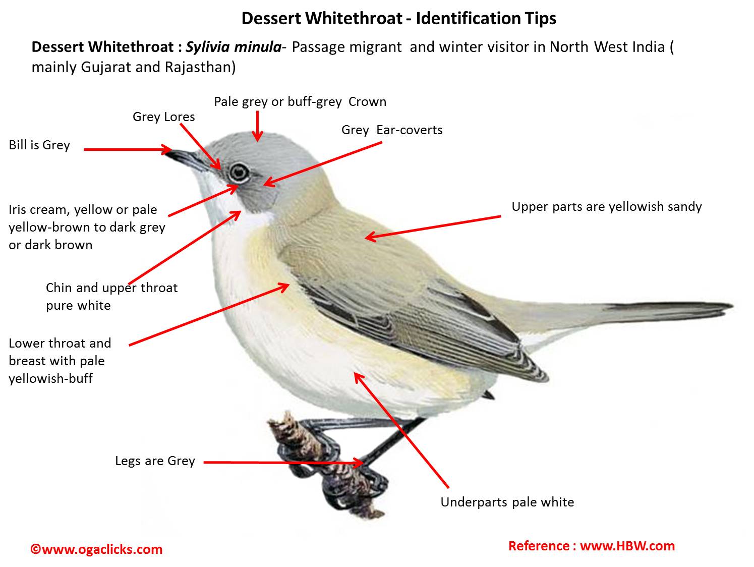 desert-whitethroat-detail-ogaclicks