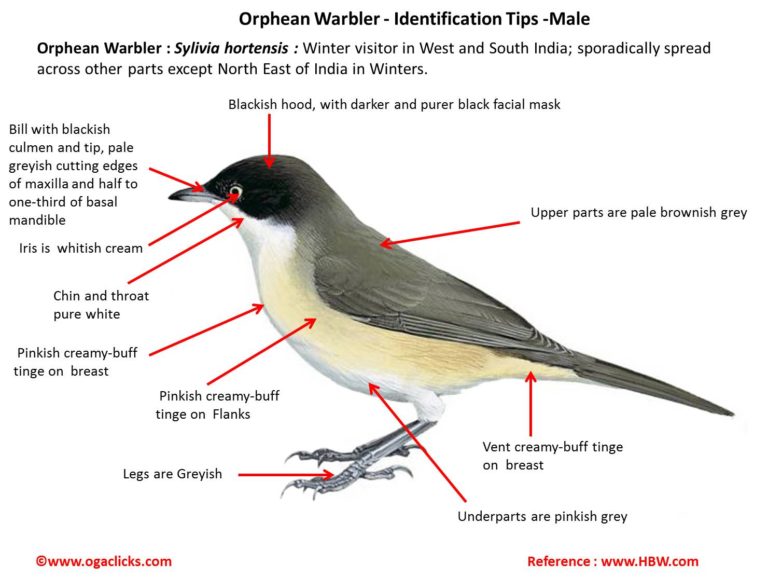 western-orphean-warbler-detail – Ogaclicks