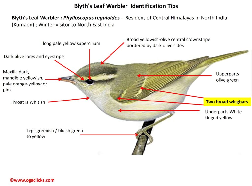 blyths leaf warbler