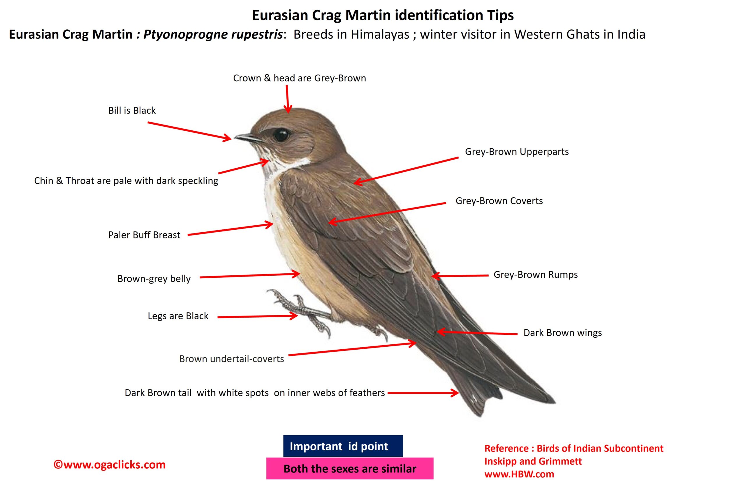 eurasian-crag-martin-detail – Ogaclicks