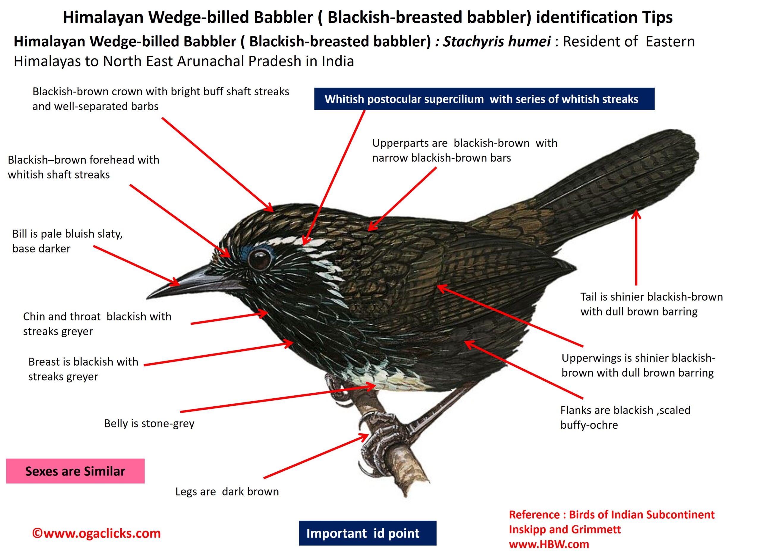 Himalayan-wedge-billed-babbler-detail – Ogaclicks