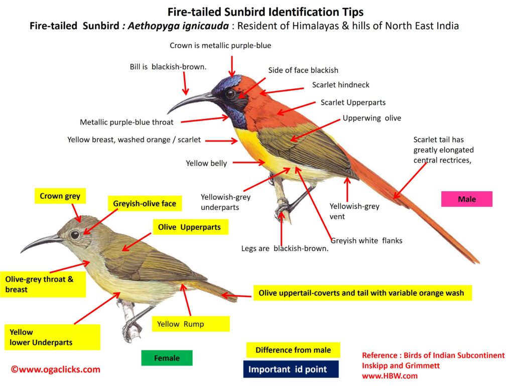 fire-tailed-sunbird-detail – Ogaclicks