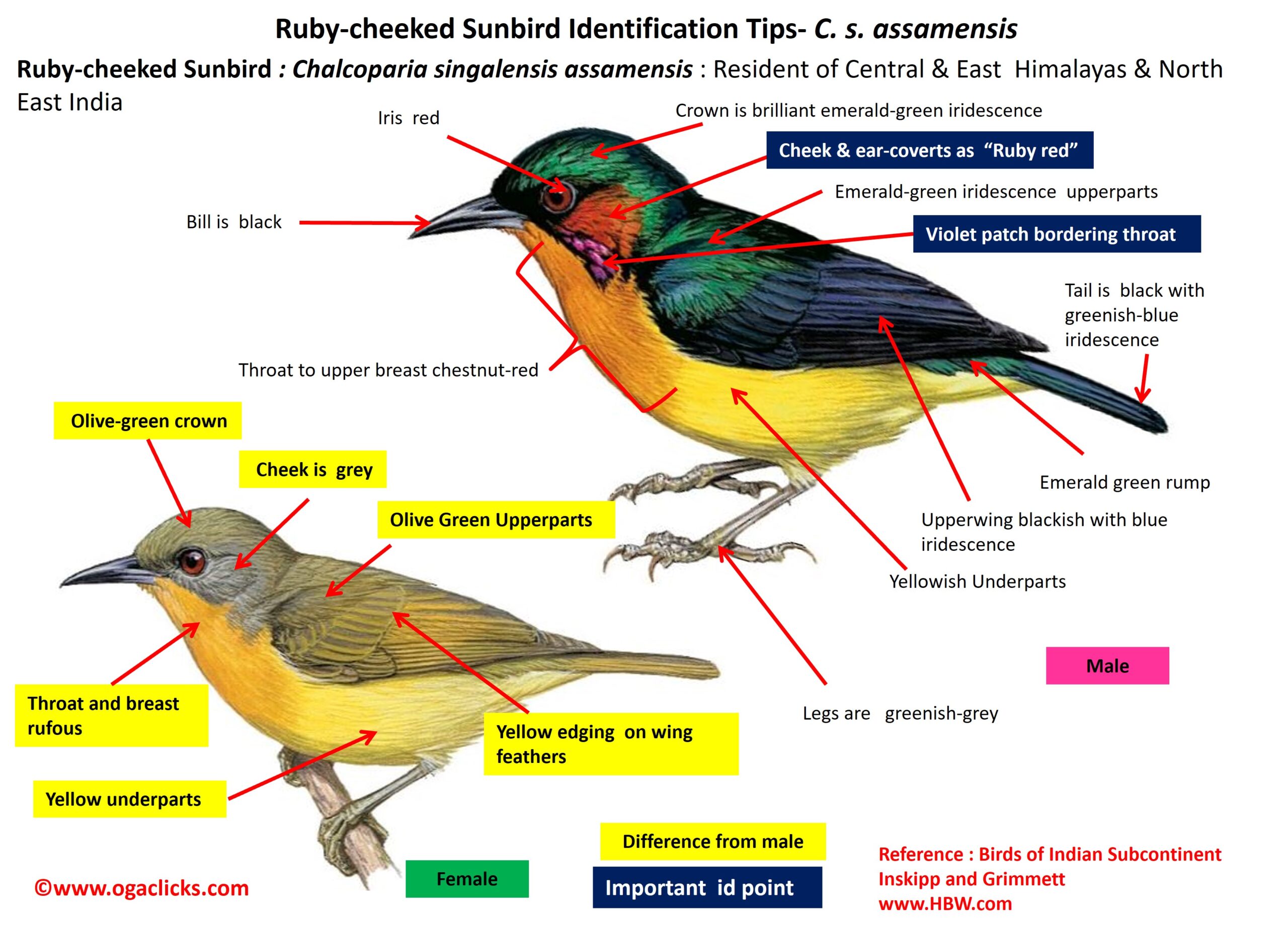 ruby-cheeked-sunbird-detail – Ogaclicks