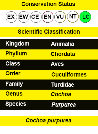 Purple cochua IUCN