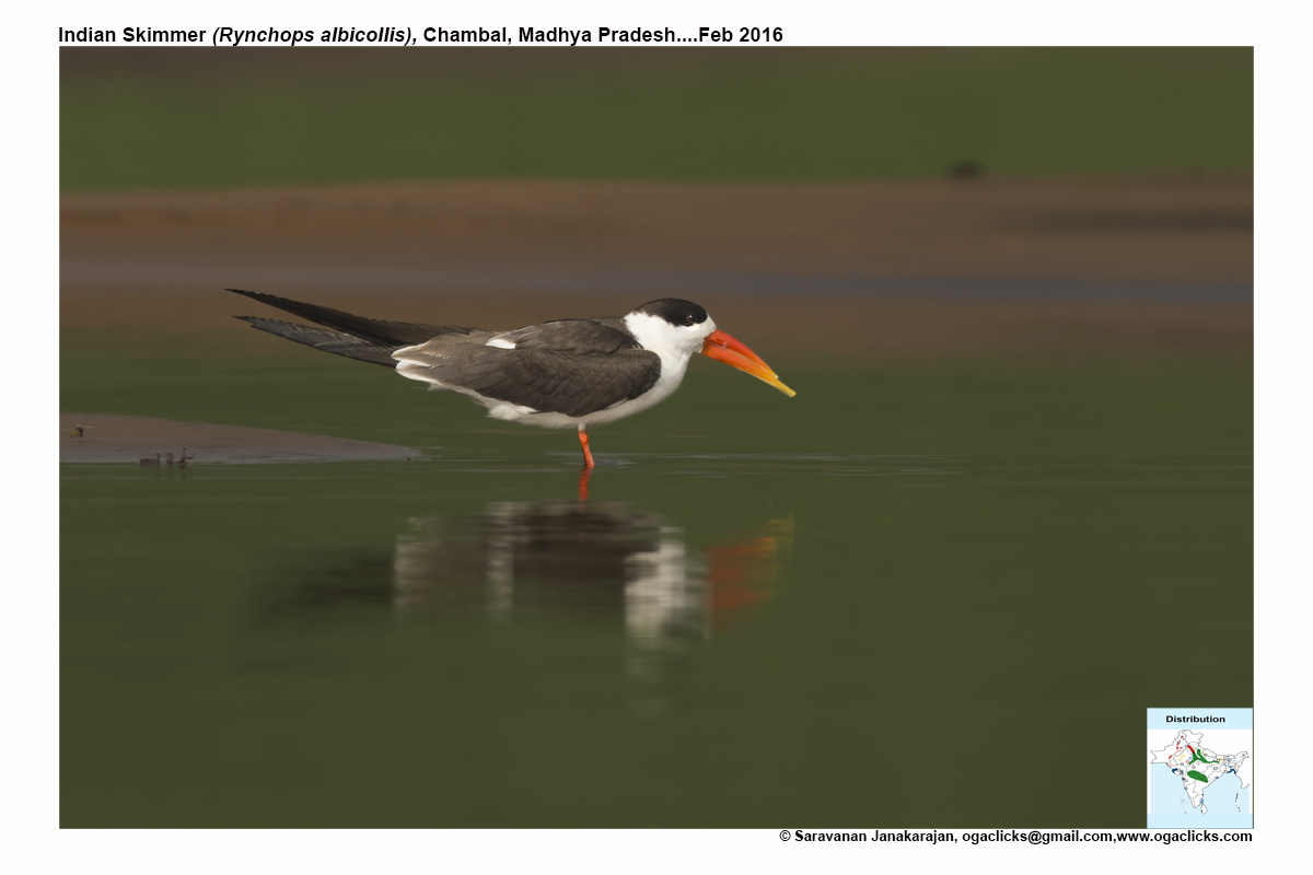Indian Skimmer Map Ogaclicks