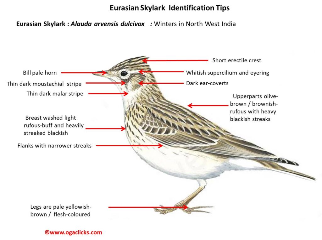 Eurasian Skylark id