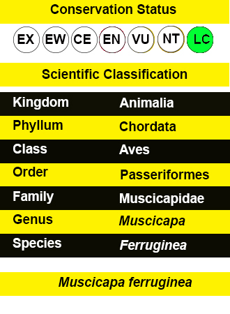 Ferruginous Flycatcher- IUCN
