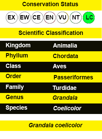 Grandala IUCN