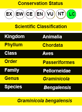 Indian Grassbird -IUCN