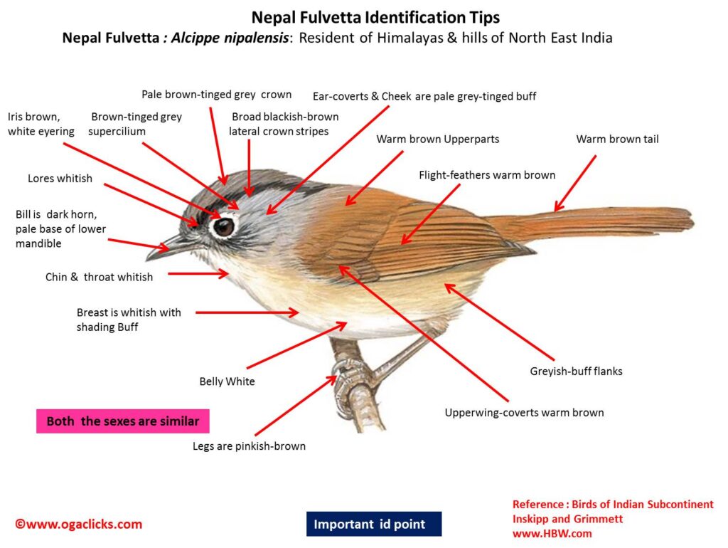 Nepal Fulvetta-id