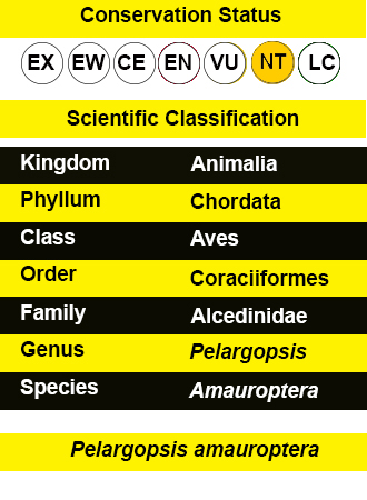 Brown-winged kingfisher IUCN